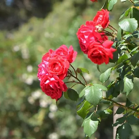 Apart Otel Teti - Sicilia Campofelice Di Roccella