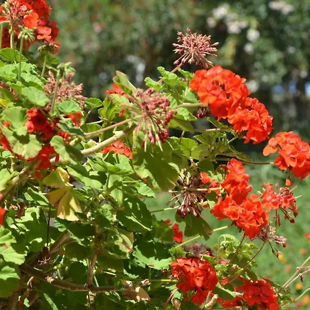 Apart Otel Teti - Sicilia 4*